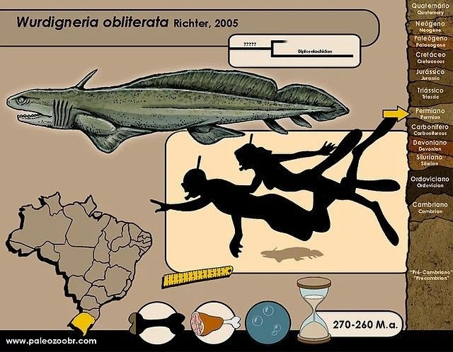  Kích thước nhỏ so với cá mập hiện đại. Dài trung bình 1–2 mét, chúng săn các loài cá nhỏ và lưỡng cư cổ. Ảnh: Pinterest.