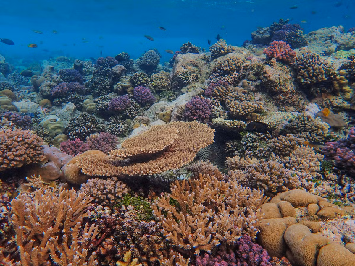  Rạn san hô là “rừng mưa nhiệt đới” của biển. Các rạn san hô chỉ chiếm một phần rất nhỏ diện tích đại dương nhưng lại là nơi sinh sống của khoảng 25% loài sinh vật biển. Nhờ sự đa dạng sinh học cực cao, chúng thường được ví như những khu rừng mưa nhiệt đới dưới nước. Ảnh: pexels.com.