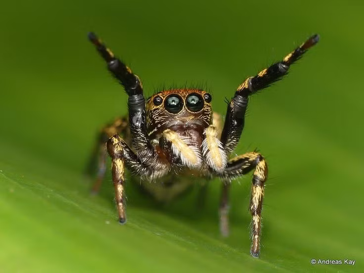  Đôi mắt trước có thị lực tốt nhất thế giới nhện. Nhện nhảy sở hữu bốn cặp mắt, trong đó cặp mắt trước cực lớn giúp chúng nhìn rõ chi tiết, nhận biết màu sắc và thậm chí cảm nhận chiều sâu không gian, điều hiếm thấy ở động vật không xương sống. Ảnh: Pinterest.