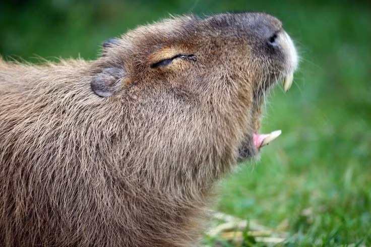  Thức ăn chủ yếu là cỏ. Capybara ăn cỏ, lá cây, thỉnh thoảng ăn trái cây, giúp duy trì cân bằng sinh thái trong môi trường sống. Ảnh: Pinterest.