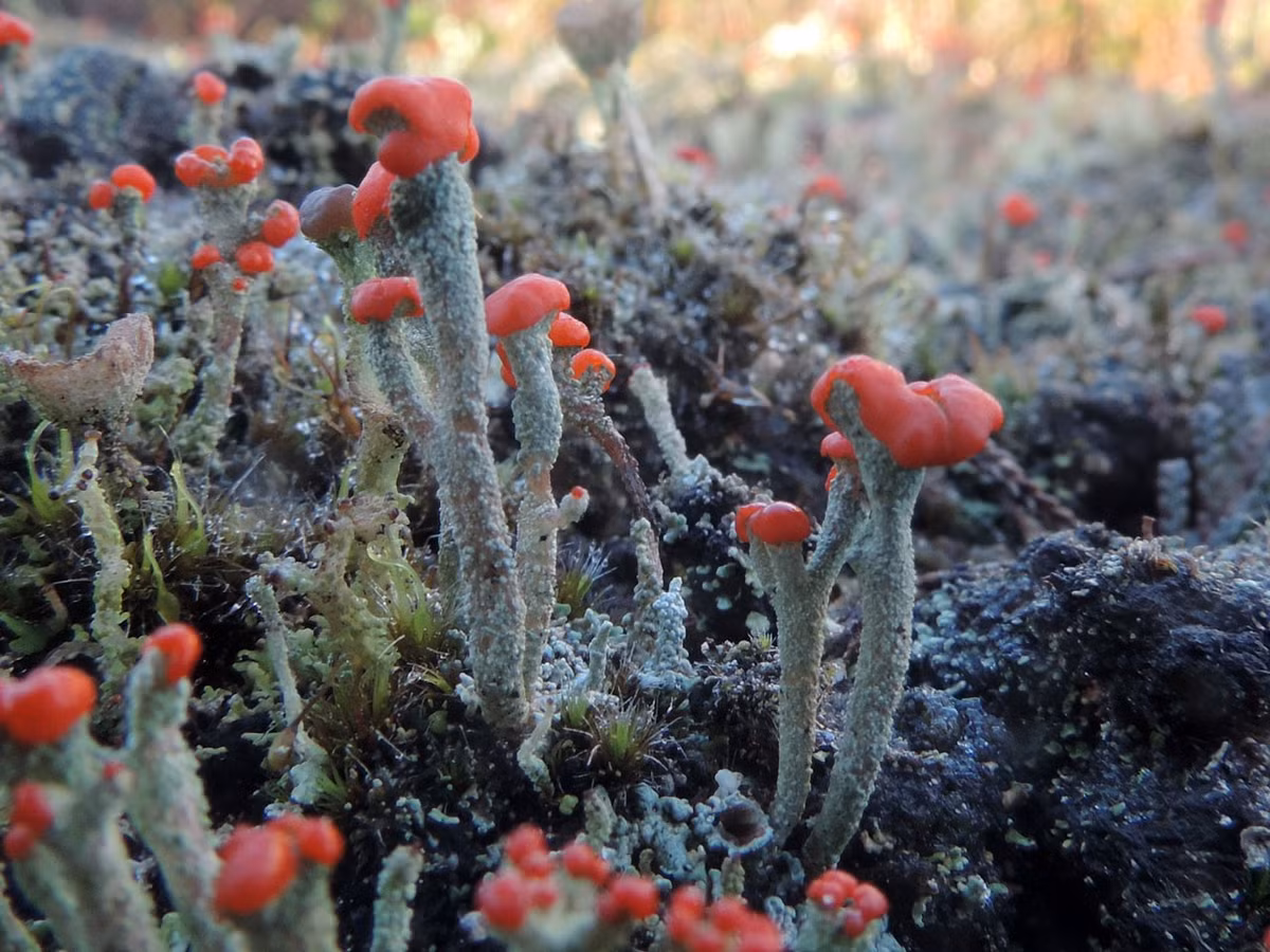  Địa y que diêm có khả năng phục hồi sau khô hạn. Khi gặp nước, chúng “sống dậy” nhanh chóng sau nhiều tuần khô cằn. Ảnh: britishlichensociety.org.uk.