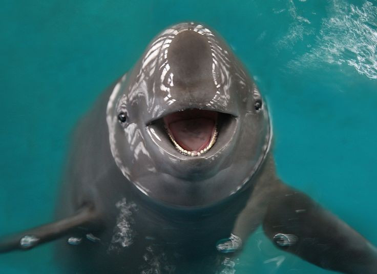  Đang đối mặt nguy cơ tuyệt chủng nghiêm trọng. Do nạn đánh bắt cá, ô nhiễm nguồn nước và va chạm với thuyền máy, số lượng cá heo Irrawaddy giảm mạnh, được IUCN xếp vào nhóm nguy cấp. Ảnh: Pinterest.