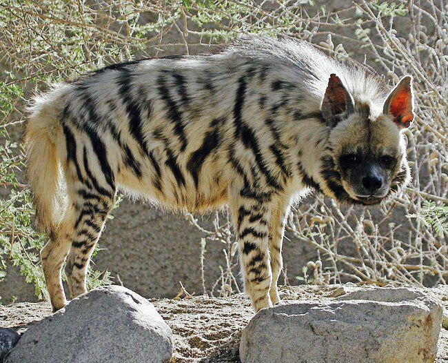  3. Là bậc thầy trong việc dọn xác thối. Chúng đóng vai trò quan trọng trong hệ sinh thái khi chuyên ăn xác động vật chết, giúp làm sạch môi trường và ngăn chặn sự lây lan dịch bệnh. Ảnh: Pinterest.