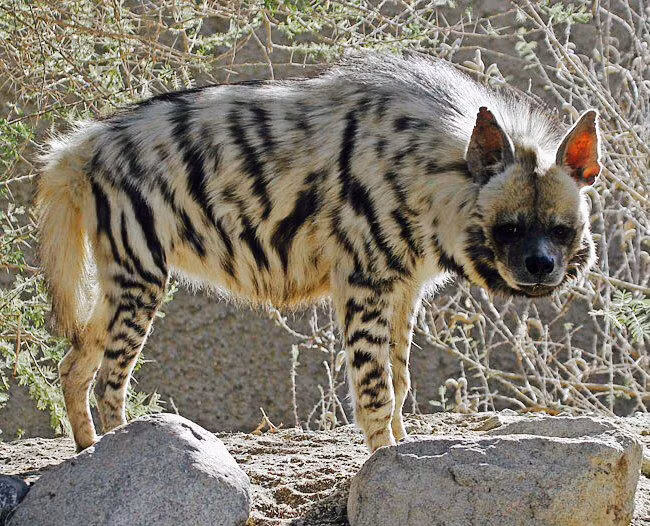  3. Là bậc thầy trong việc dọn xác thối. Chúng đóng vai trò quan trọng trong hệ sinh thái khi chuyên ăn xác động vật chết, giúp làm sạch môi trường và ngăn chặn sự lây lan dịch bệnh. Ảnh: Pinterest.