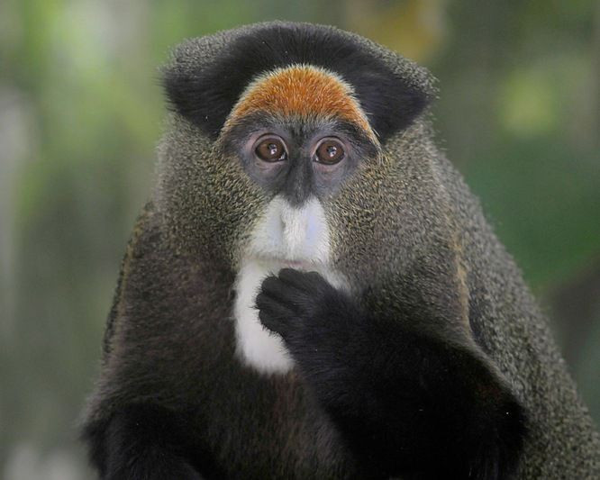  Lối sống cực kỳ kín đáo. Loài này nổi tiếng nhút nhát, thường bất động hàng phút khi phát hiện nguy hiểm để tránh bị kẻ săn mồi chú ý. Ảnh: Pinterest.