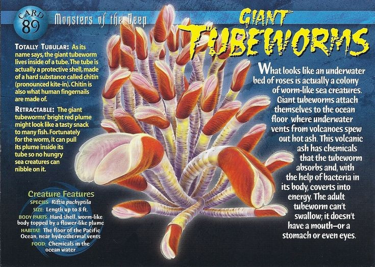 Là cư dân nổi tiếng của miệng phun thủy nhiệt. Giun ống khổng lồ sinh sống quanh các miệng phun thủy nhiệt ở độ sâu hơn 2.000 mét, nơi nhiệt độ, áp suất và hóa chất cực đoan tưởng như không thể duy trì sự sống. Ảnh: Pinterest.