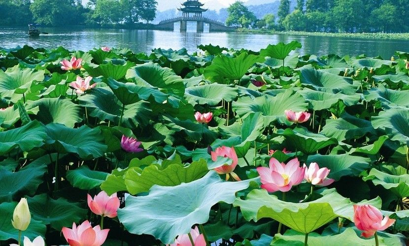  Khả năng “tự làm sạch” kỳ diệu. Lá của cây hoa sen (Nelumbo nucifera) có cấu trúc siêu nhỏ giúp nước và bụi bẩn không bám được, tạo nên hiệu ứng “không dính nước” nổi tiếng trong khoa học và đời sống. Ảnh: Pinterest.