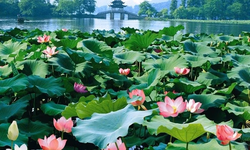  Khả năng “tự làm sạch” kỳ diệu. Lá của cây hoa sen (Nelumbo nucifera) có cấu trúc siêu nhỏ giúp nước và bụi bẩn không bám được, tạo nên hiệu ứng “không dính nước” nổi tiếng trong khoa học và đời sống. Ảnh: Pinterest.