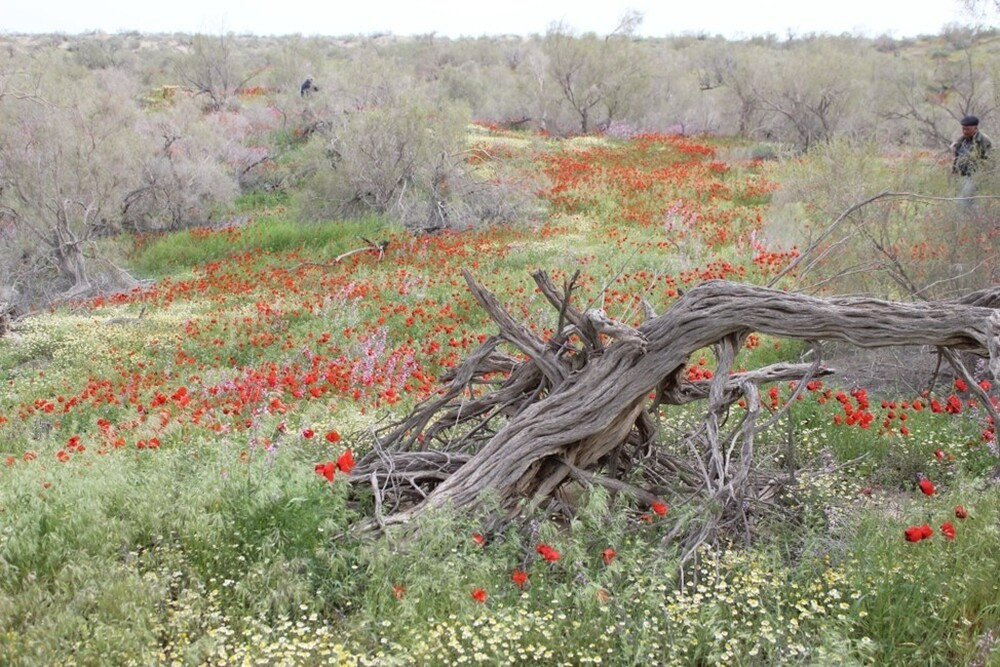  Liên quan đến lịch sử Con đường Tơ lụa. Trong quá khứ, các tuyến đường thương mại của Con đường Tơ lụa từng băng qua rìa các hoang mạc Turan. Các đoàn lữ hành phải di chuyển cẩn thận qua vùng đất khắc nghiệt này để kết nối Trung Quốc, Trung Á và Trung Đông. Ảnh: unesco.org.