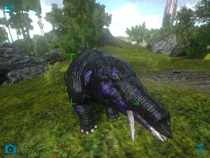  Vòi chưa phát triển hoàn chỉnh. So với voi hiện đại, vòi của chúng có thể ngắn hơn và ít linh hoạt hơn, phản ánh giai đoạn chuyển tiếp trong tiến hóa. Ảnh: Pinterest.