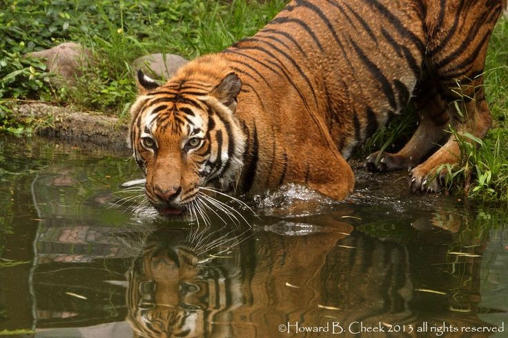  5. Là loài săn mồi đỉnh cao trong hệ sinh thái. Hổ Đông Dương giữ vai trò cân bằng quần thể các loài động vật móng guốc như nai, lợn rừng, mang… từ đó duy trì sự ổn định trong hệ sinh thái rừng. Ảnh: Pinterest.