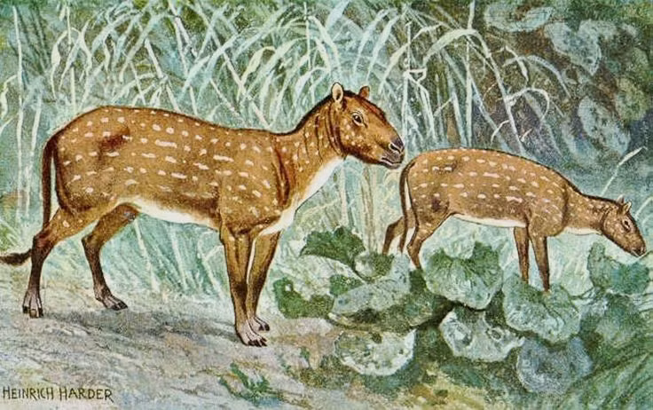  1. Sống vào đầu kỷ Eocene. Eohippus tồn tại khoảng 56–47 triệu năm trước, là một trong những loài ngựa đầu tiên hiện diện trên Trái Đất. Ảnh: Pinterest.