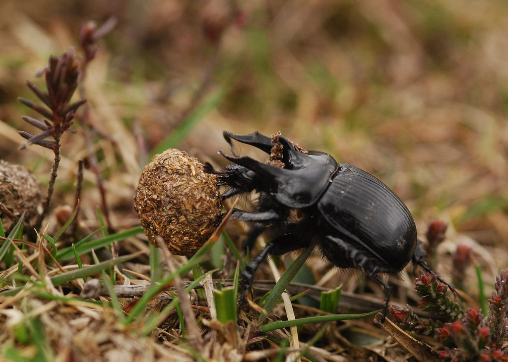  Chế độ ăn dựa chủ yếu vào phân động vật. Giống nhiều loài bọ hung khác, bọ Minotaur ăn phân của động vật ăn cỏ, đặc biệt là cừu và bò, đóng vai trò quan trọng trong việc tái chế chất hữu cơ và làm giàu đất. Ảnh: inaturalist.