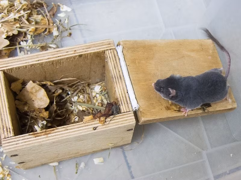  8. Là loài chỉ mới được nghiên cứu kỹ trong vài thập kỷ gần đây. Dù được mô tả từ thế kỷ 19, nhưng phải đến đầu thế kỷ 21, các nghiên cứu di truyền và giải phẫu mới xác nhận vị trí độc đáo của chúng trong cây tiến hóa. Ảnh: X.