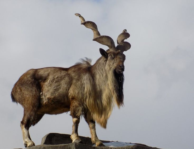  Là biểu tượng quốc gia của Pakistan. Ở Pakistan, dê núi sừng xoắn được chọn làm động vật biểu tượng quốc gia nhờ vẻ ngoài oai vệ và hiếm có. Ảnh: Pinterest.
