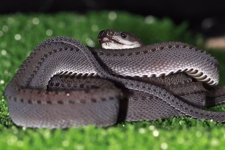  Tính tình hiền lành. Rắn rồng không hung dữ, không có nọc độc, hiếm khi cắn người và thường cuộn tròn khi bị đe dọa. Ảnh: Pinterest.