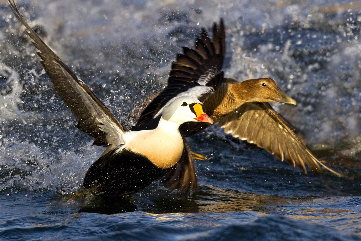  Là biểu tượng sinh thái quan trọng của vùng Bắc Cực. Số lượng cá thể của loài vịt nhung sườn đen phản ánh tình trạng môi trường biển lạnh. Ảnh: seaduckjv.org.