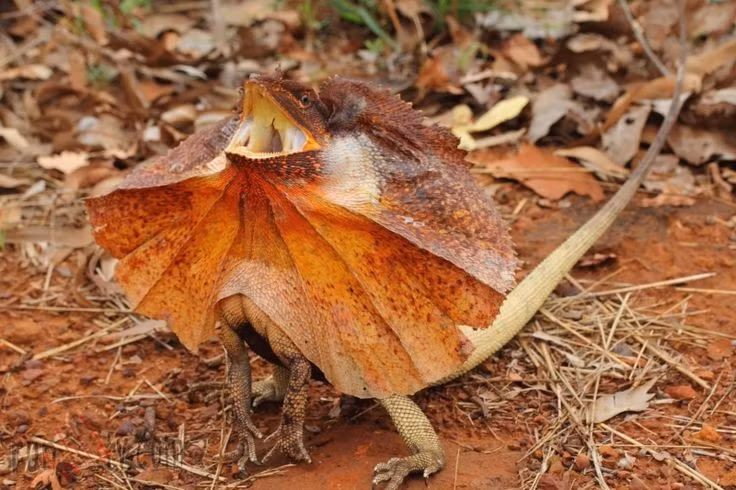 Là bậc thầy của màn đe dọa thị giác. Khi đối mặt nguy hiểm, thằn lằn mào không chỉ xòe mào mà còn há to miệng, phát ra tiếng rít và đứng thẳng bằng hai chân sau. Sự kết hợp giữa hình ảnh và âm thanh tạo nên một màn thị uy ấn tượng, thường đủ để xua đuổi kẻ thù mà không cần giao chiến. Ảnh: Pinterest.