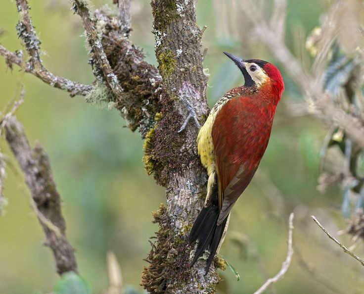  Bậc thầy “đục gỗ” của thế giới chim. Các loài chim gõ kiến sở hữu chiếc mỏ cứng, thẳng và rất khỏe, cho phép chúng gõ liên tục vào thân cây để tìm côn trùng ẩn bên trong. Lực gõ mạnh nhưng được kiểm soát nhờ cấu trúc sọ và cổ đặc biệt. Ảnh: Pinterest.