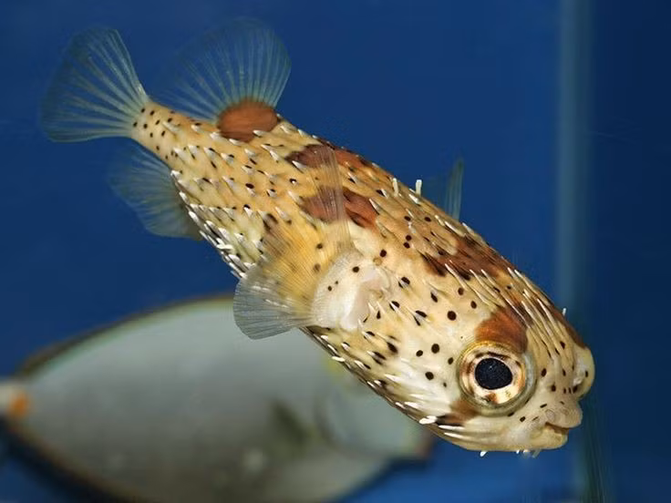  Chúng là loài bơi chậm nhưng rất linh hoạt. Cặp vây nhỏ giúp chúng điều khiển hướng di chuyển chính xác dù tốc độ không phải thế mạnh. Ảnh: Pinterest.