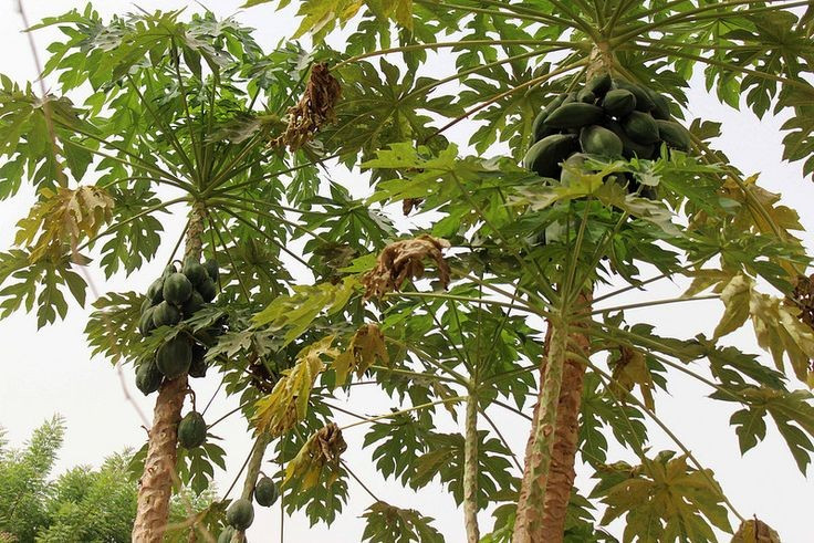  Kho enzyme tiêu hóa mạnh mẽ. Trong nhựa đu đủ có chứa papain – một enzyme giúp phân giải protein hiệu quả, thường được dùng để làm mềm thịt và hỗ trợ tiêu hóa. Ảnh: Pinterest.