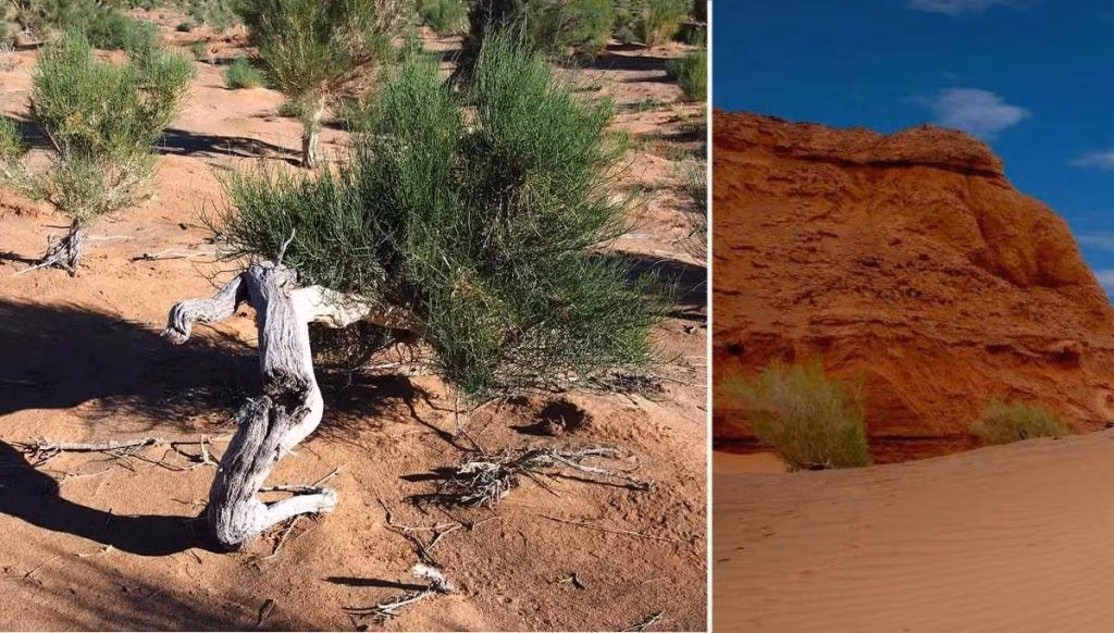  Hệ thực vật thích nghi cao với khô hạn. Các loài cây bụi thấp, cỏ chịu hạn và thực vật mọng nước chiếm ưu thế, đóng vai trò quan trọng trong việc cố định đất và duy trì cân bằng sinh thái. Ảnh: globalnationalparks.com.