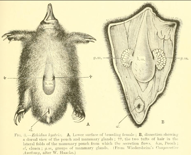  3. Tuyến sữa không có núm vú. Thú đơn huyệt tiết sữa qua các lỗ nhỏ trên da, và con non sẽ liếm sữa từ bề mặt lông của mẹ. Ảnh: encyclopedia.pub.
