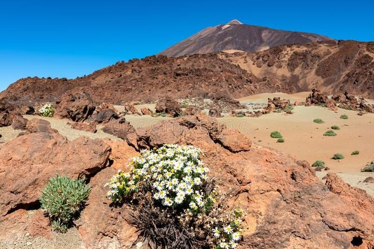 Di sản tinh thần của người Guanche cổ. Với cư dân bản địa Guanche, Teide từng được xem là ngọn núi linh thiêng, nơi giam giữ các thế lực siêu nhiên và đóng vai trò trung tâm trong tín ngưỡng cổ xưa. Ảnh: Pinterest.
