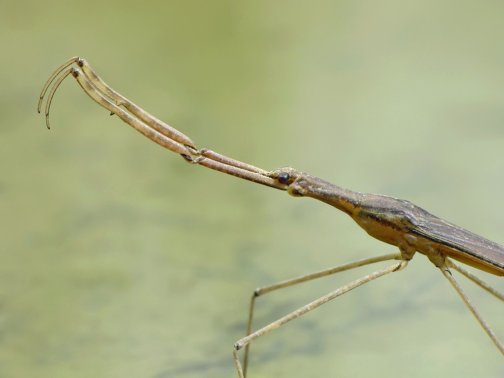  Vũ khí săn mồi là cặp chân trước dạng kẹp. Hai chân trước phát triển như càng bọ ngựa, cho phép bọ que nước chộp con mồi trong tích tắc khi đến đủ gần. Ảnh: insektarium.net.