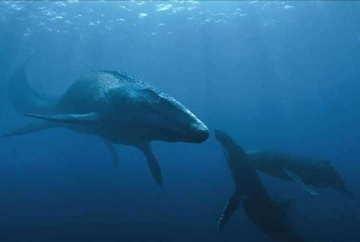  Được mô tả từ năm 1912. Nhà cổ sinh vật học Charles W. Gilmore là người đầu tiên đặt tên và mô tả loài này. Ảnh: Pinterest.