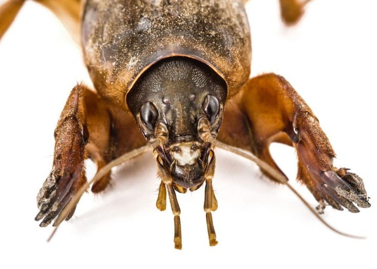  Ấu trùng trông giống phiên bản thu nhỏ của con trưởng thành. Dế trũi trải qua quá trình biến thái không hoàn toàn. Ấu trùng khi nở ra đã có hình dạng gần giống con trưởng thành, chỉ khác ở kích thước nhỏ hơn và chưa có cánh hoàn chỉnh. Chúng tiếp tục lột xác nhiều lần trước khi trở thành cá thể trưởng thành. Ảnh: Pinterest.