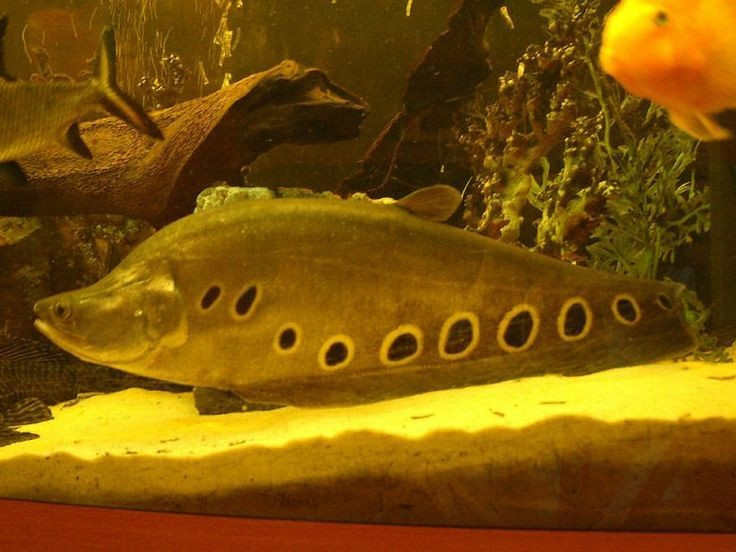  Hoạt động mạnh về đêm. Cá thát lát còm là loài săn mồi về đêm, ban ngày thường ẩn mình dưới đáy sông hoặc trong đám thực vật thủy sinh, chỉ ra ngoài kiếm ăn khi ánh sáng yếu. Ảnh: Pinterest.