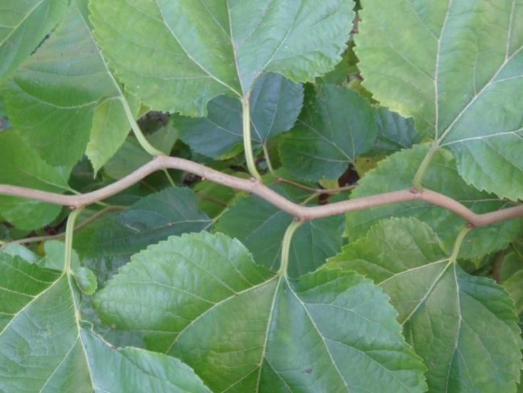  Dâu tằm có lịch sử gắn liền với nghề tơ lụa. Dâu tằm được trồng từ hàng nghìn năm trước ở Trung Quốc để nuôi tằm lấy tơ, trở thành nền tảng cho ngành tơ lụa cổ đại và các tuyến giao thương nổi tiếng như Con đường Tơ lụa. Ảnh: Pinterest.