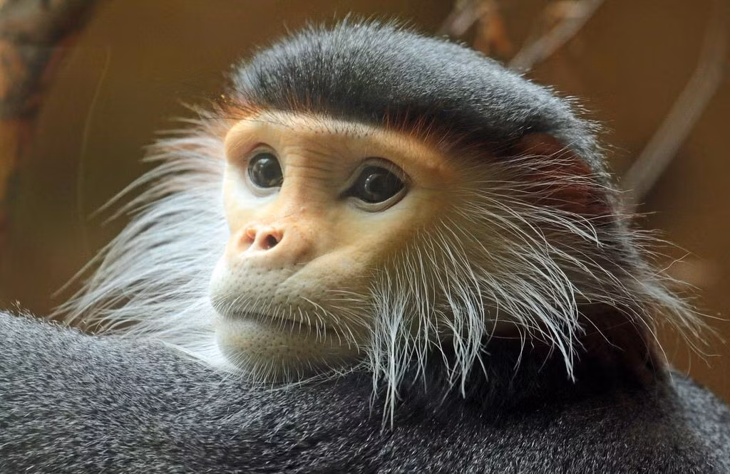  5. Có tiếng kêu đặc biệt để giao tiếp trong rừng. Chà vá chân đỏ sử dụng nhiều âm thanh để báo động, gọi đàn hoặc giữ liên lạc giữa các cá thể trong tán cây dày đặc. Ảnh: Pinterest.