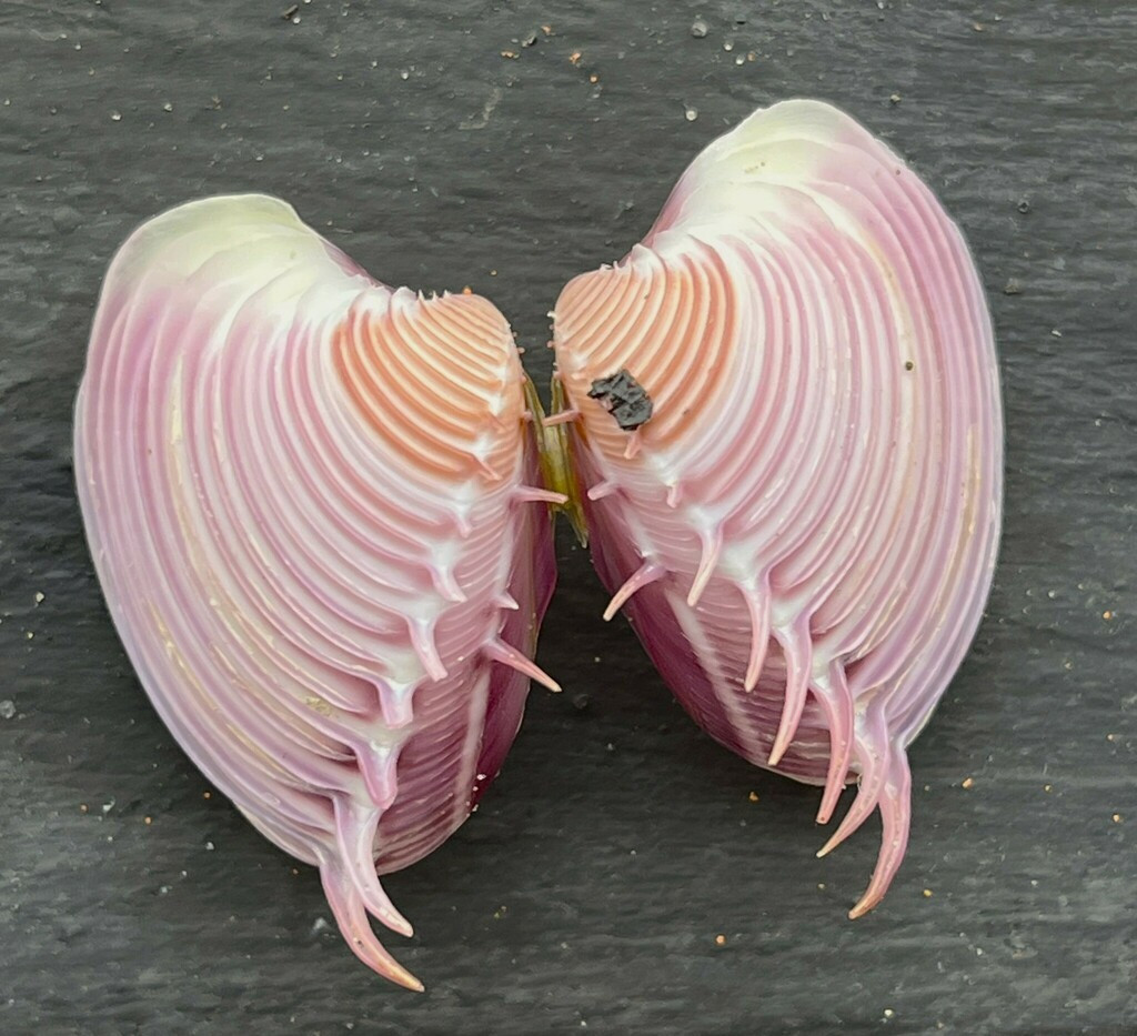  Thức ăn đến từ lọc nước biển. Giống nhiều loài nhuyễn thể hai mảnh vỏ, ngao vệ nữ gai lược là sinh vật lọc, hút nước biển qua mang để lấy tảo đơn bào và mảnh hữu cơ li ti, góp phần làm sạch môi trường nước ven bờ. Ảnh: inaturalist.