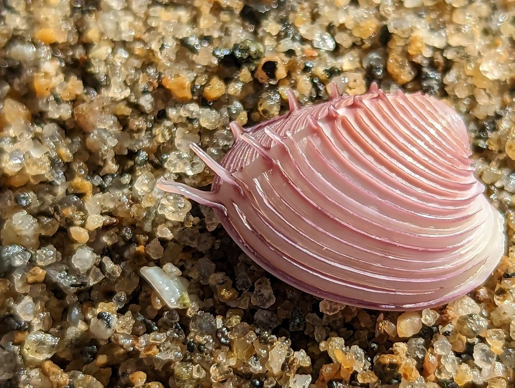  Giá trị sinh thái cao hơn giá trị ẩm thực. Dù có thể ăn được, Pitar dione không phải loài được khai thác phổ biến cho thực phẩm, mà chủ yếu đóng vai trò cân bằng hệ sinh thái đáy biển và được quan tâm nhiều hơn trong nghiên cứu sinh học biển. Ảnh: inaturalist.