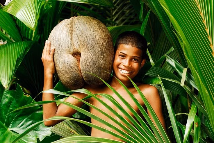  Sở hữu hạt lớn nhất thế giới. Hạt dừa biển có thể nặng tới 25 kg, là kỷ lục không thể bị phá vỡ trong thế giới thực vật. Ảnh: Pinterest.