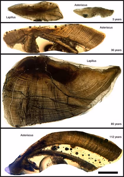 Nhờ phân tích các lớp của sỏi tai bằng kính hiển vi phức hợp và đếm giống như các vòng của thân cây, giới chuyên gia đo được độ tuổi của con cá. Các phát hiện cho thấy, một số loài cá trâu ban đầu được đưa tới Arizona vào năm 1918 và rất có thể vẫn còn sống cho tới ngày nay.