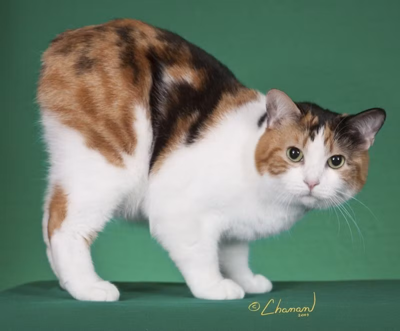  Không phải cá thể nào cũng hoàn toàn không đuôi. Trong cùng một lứa, mèo Manx có thể có nhiều mức độ đuôi khác nhau, từ không đuôi, đuôi rất ngắn cho đến gần như bình thường. Ảnh: Pinterest.