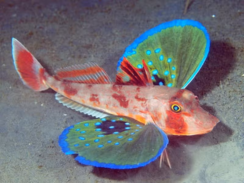 Cá chào mào Red Gurnard có tên khoa học là Chelidonichthys spinosus. Loài này sống ở vùng biển tây bắc của Thái Bình Dương, tại những nơi có độ sâu từ 25 đến 615m. Khi trưởng thành cá chào mào Red Gurnard có thể dài tới 40 cm.