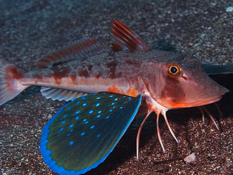 Cá chào mào sở hữu đôi cánh to hơn thân để "bay" trong nước. Chúng có 6 chân để bò dưới đáy biển.