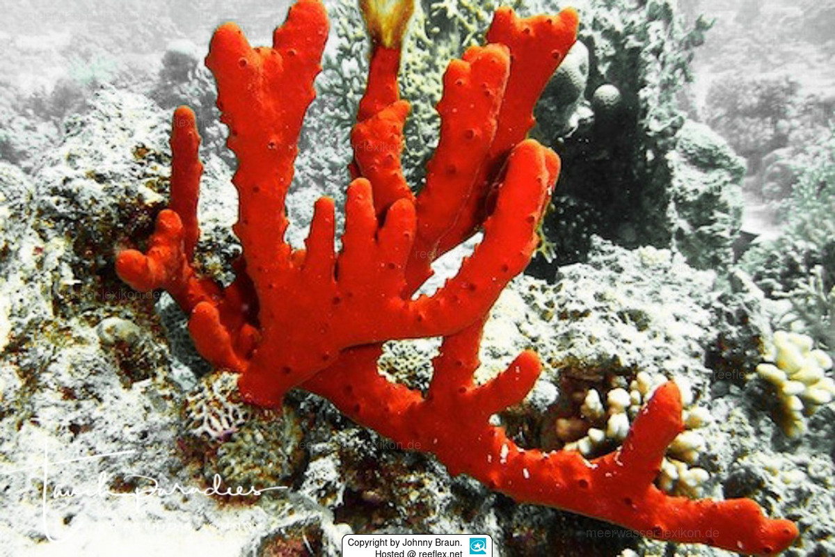  Hình dạng giống những ngón tay vươn lên từ đáy biển. Cơ thể loài hải miên ngón tay độc gồm nhiều nhánh trụ tròn, mọc sát nhau như những ngón tay, giúp tối đa hóa diện tích tiếp xúc với nước để lọc thức ăn hiệu quả. Ảnh: meerwasser-lexikon.de.