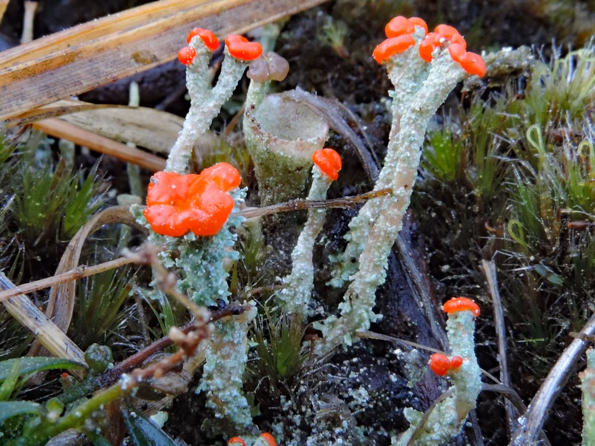  Chúng phát triển cực kỳ chậm. Mỗi năm, địa y que diêm chỉ lớn thêm vài milimét, phản ánh môi trường sống ổn định và tinh khiết. Ảnh: britishlichensociety.org.ukv.