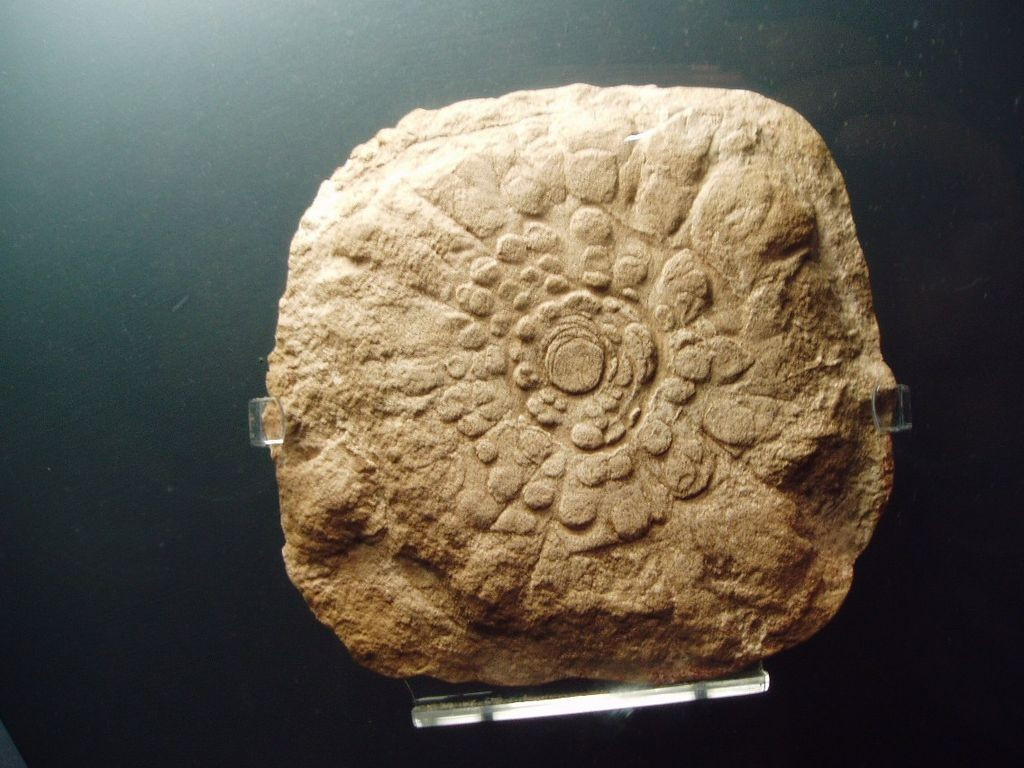  Một trong những hóa thạch khó hiểu nhất. Mawsonites được phát hiện dưới dạng những cấu trúc hình đĩa kỳ lạ, không giống rõ ràng với bất kỳ nhóm sinh vật nào đã biết. Ảnh: Pinterest.