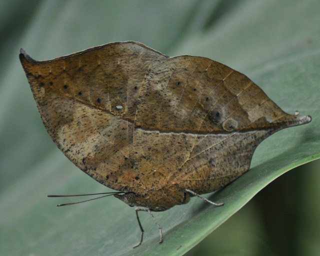  2. Ngụy trang tốt đến mức đánh lừa cả con người. Nhiều người đã nhầm lẫn bướm lá khô với lá thật khi chúng đậu yên trên cành cây hoặc nền đất, cho thấy sự tiến hóa ngụy trang hoàn hảo của loài này. Ảnh: Pinterest.