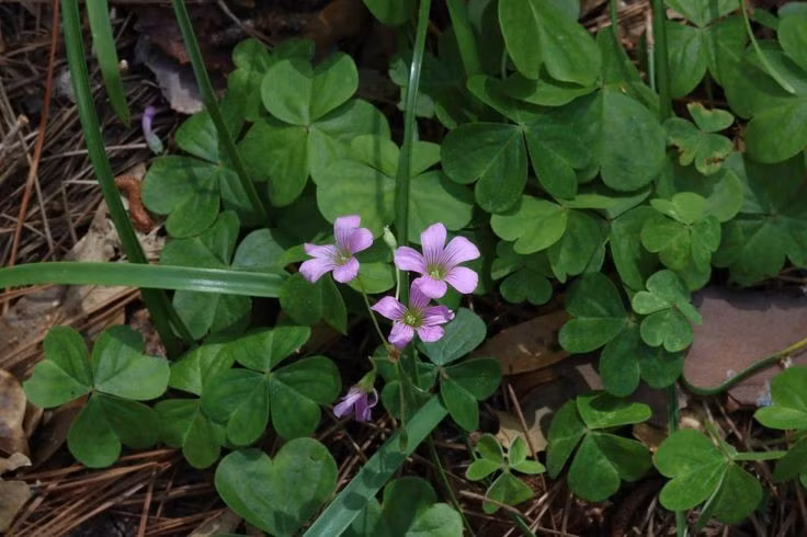  Lá ba thùy giống cỏ ba lá. Lá của chua me đất thường có ba thùy hình tim, rất dễ bị nhầm với cỏ ba lá (Trifolium). Tuy nhiên, hai nhóm này thuộc họ hoàn toàn khác nhau, chỉ giống nhau về hình thái chứ không có quan hệ họ hàng gần. Ảnh: Pinterest.