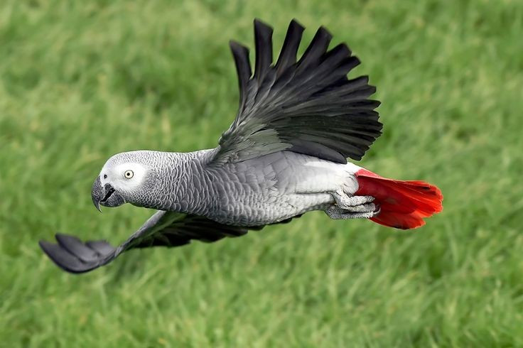  Não bộ lớn so với kích thước cơ thể. Tỷ lệ não–cơ thể của vẹt xám thuộc hàng cao nhất trong thế giới chim, giúp chúng học nhanh, ghi nhớ lâu và giải quyết vấn đề linh hoạt. Ảnh: Pinterest.