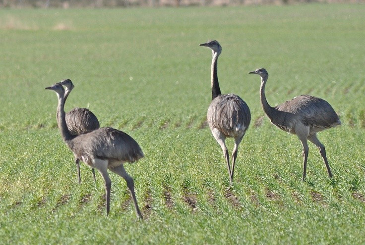  Tốc độ chạy ấn tượng. Đà điểu Nam Mỹ lớn có thể đạt tốc độ khoảng 60 km/h trên quãng ngắn. Ảnh: Pinterest.