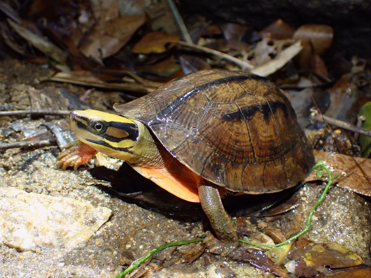  1. Được mệnh danh là “vua của các loài rùa”. Rùa hộp ba vạch rất quý hiếm và có giá trị cao, thường được coi là “vua của các loài rùa” trong giới sưu tầm và nuôi sinh vật cảnh. Ảnh: inaturalist.