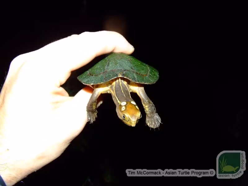  7. Đang bị đe dọa tuyệt chủng. Việc mất môi trường sống và săn bắt quá mức khiến loài này nằm trong danh sách Cực kỳ nguy cấp của IUCN. Ảnh: asianturtleprogram.org.